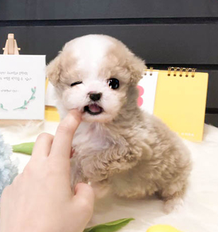 이미지
